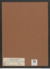 Nitzschia frustulum (Kuetz.) Grun. (de-Toni-Nr.: Genus 47, Species 2134) Zeichnungen Sammlung Grunow Mappe 02266 (Herbarium_W_Grunow_drawings_Folder_02266)
